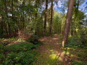 Wald 1