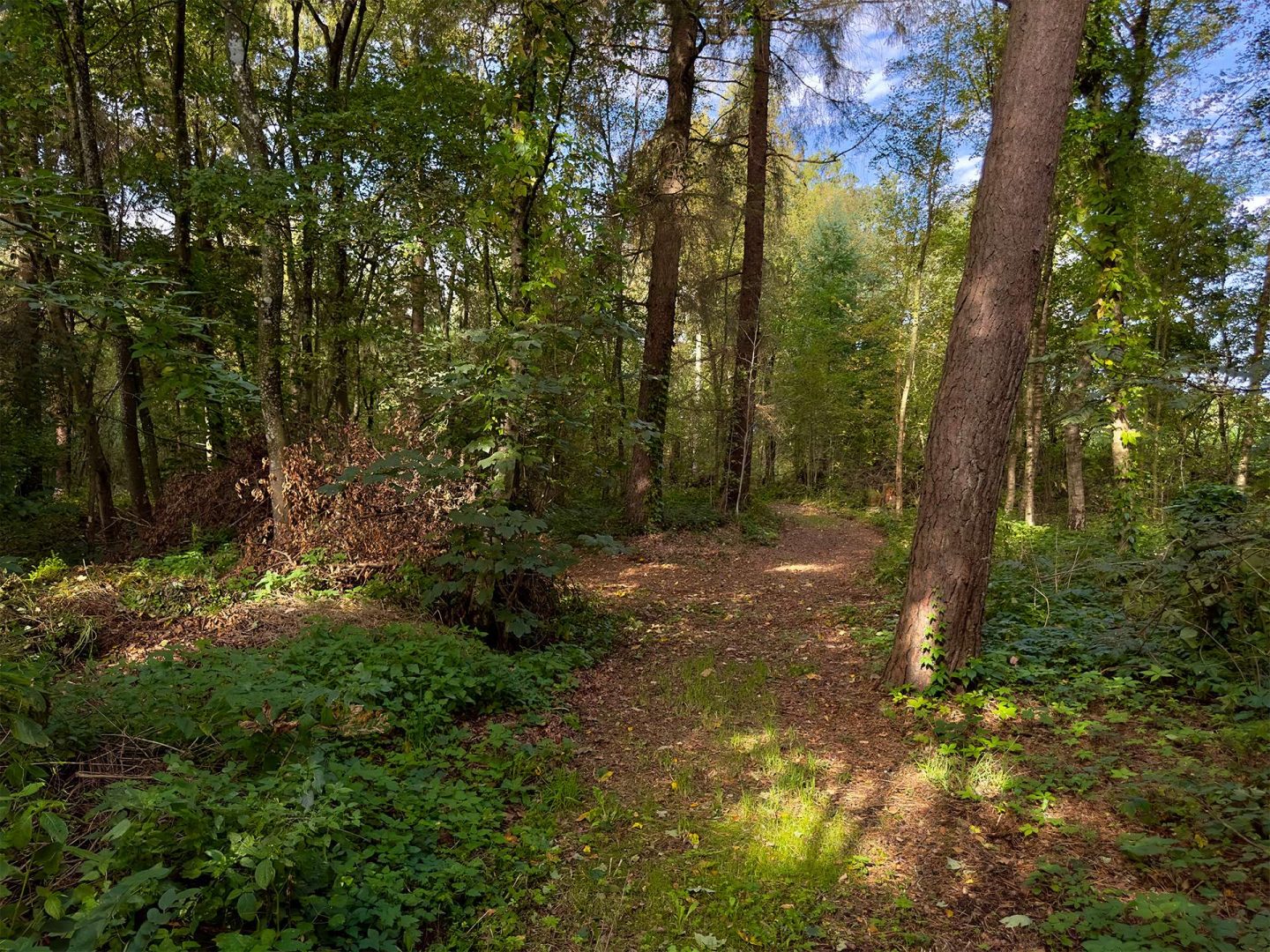 Wald 1