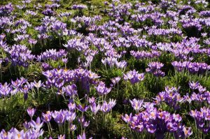 Krokusblüte