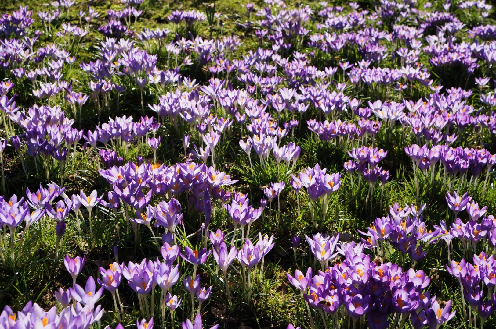 Krokusblüte
